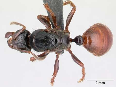 Imagem de Centromyrmex raptor