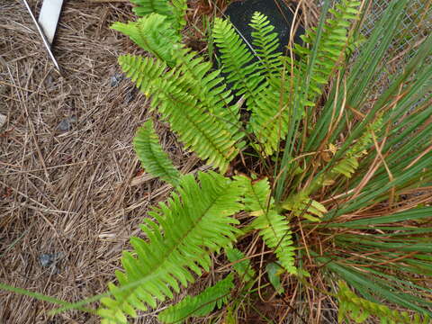 Image of sword ferns