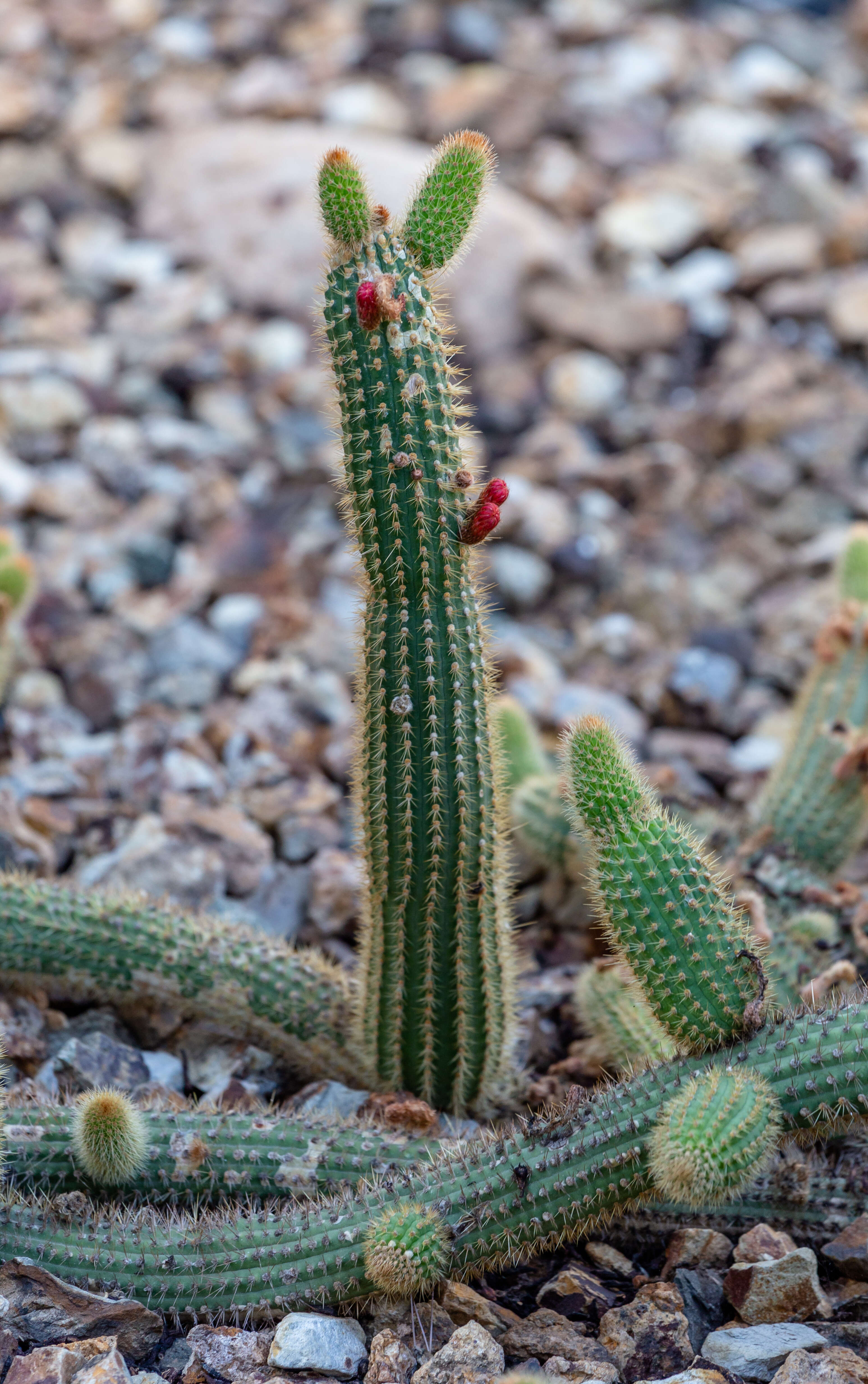 Image of Cleistocactus samaipatanus (Cárdenas) D. R. Hunt