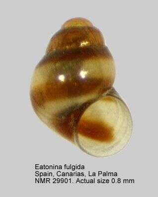 صورة Eatonina fulgida (J. Adams 1797)