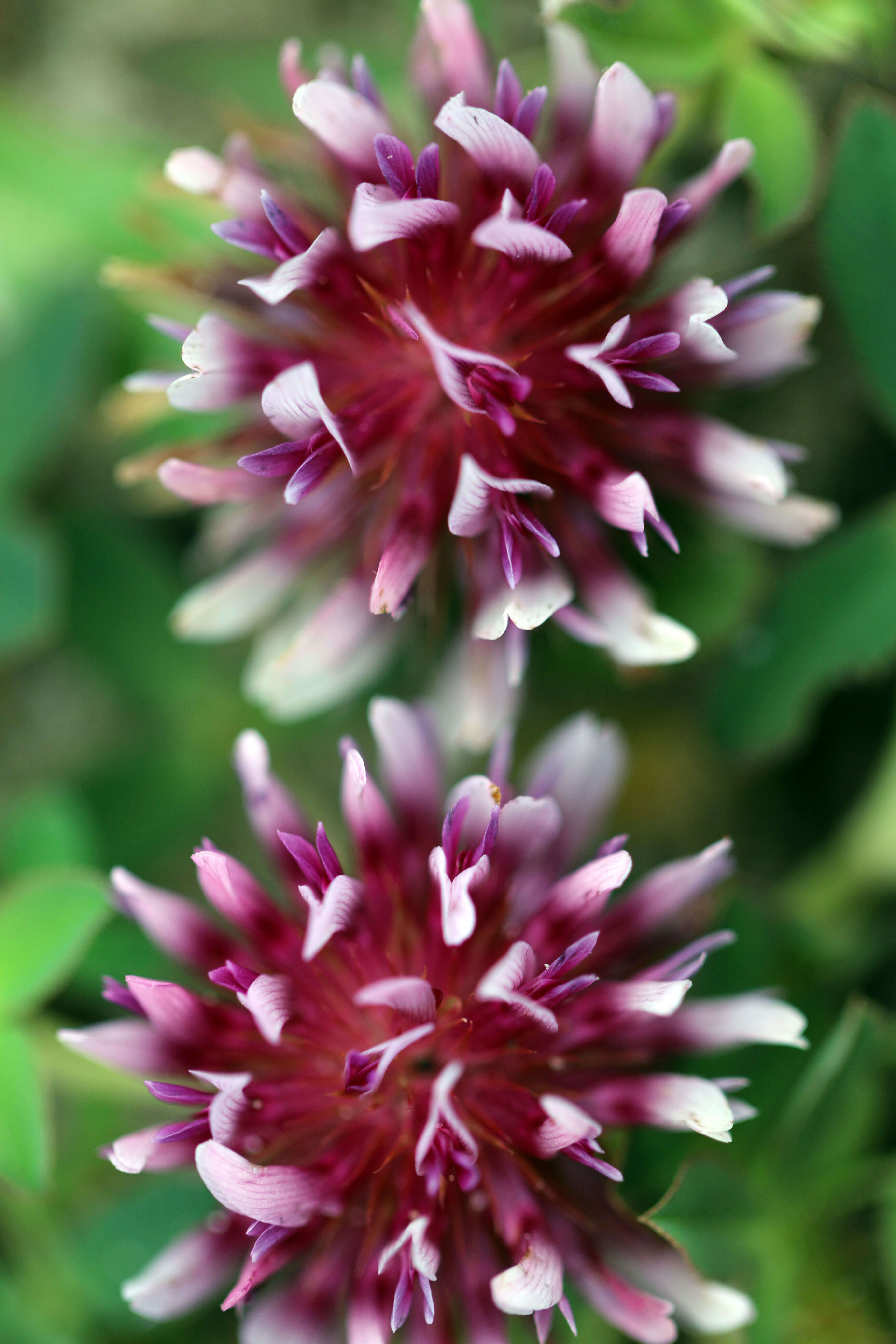 Image of cows clover