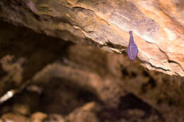 Image of Greater Horseshoe Bat