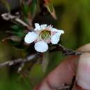 Sivun Leptospermum javanicum Bl. kuva