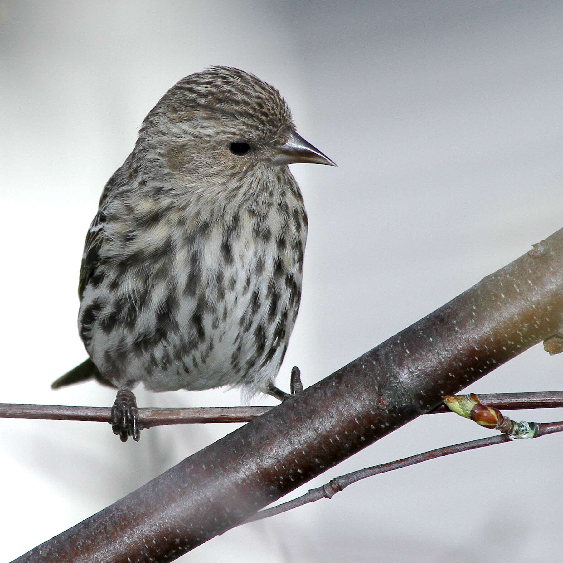 Image of Pine Siskin