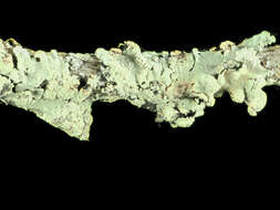 Image of Common greenshield lichen