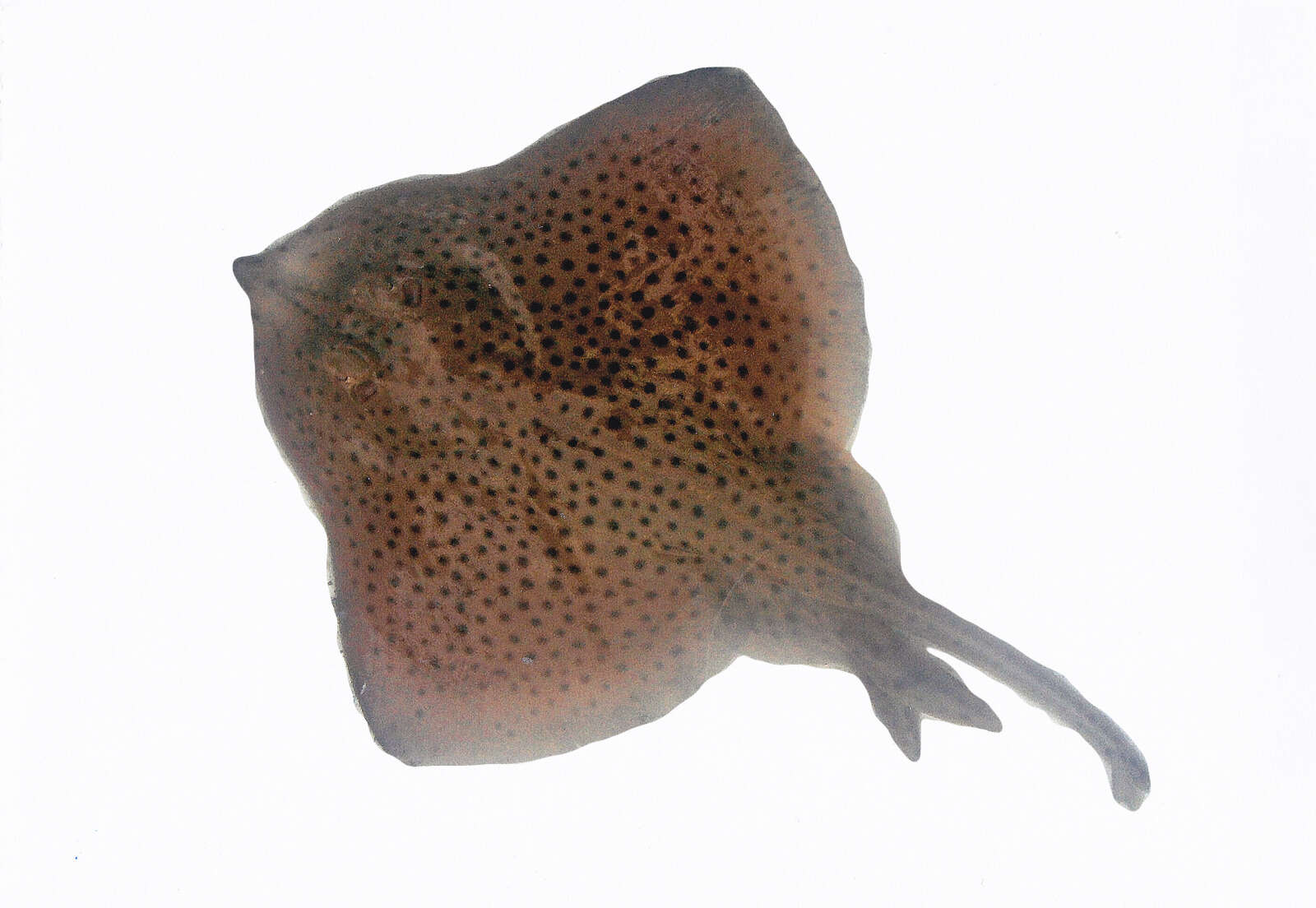 Image of Blonde Ray