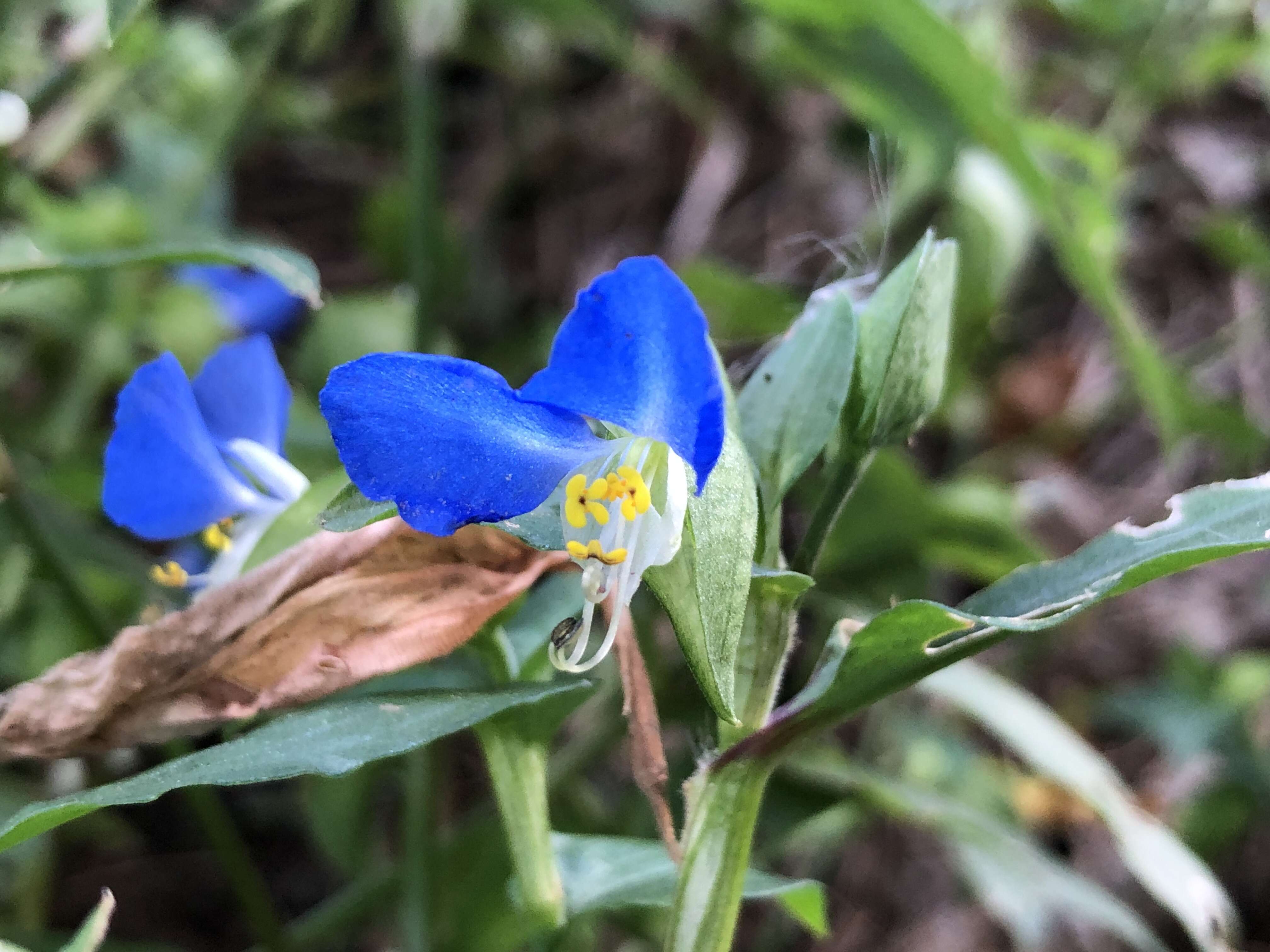 Image of Asiatic dayflower