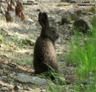 Lepus mandshuricus Radde 1861 resmi