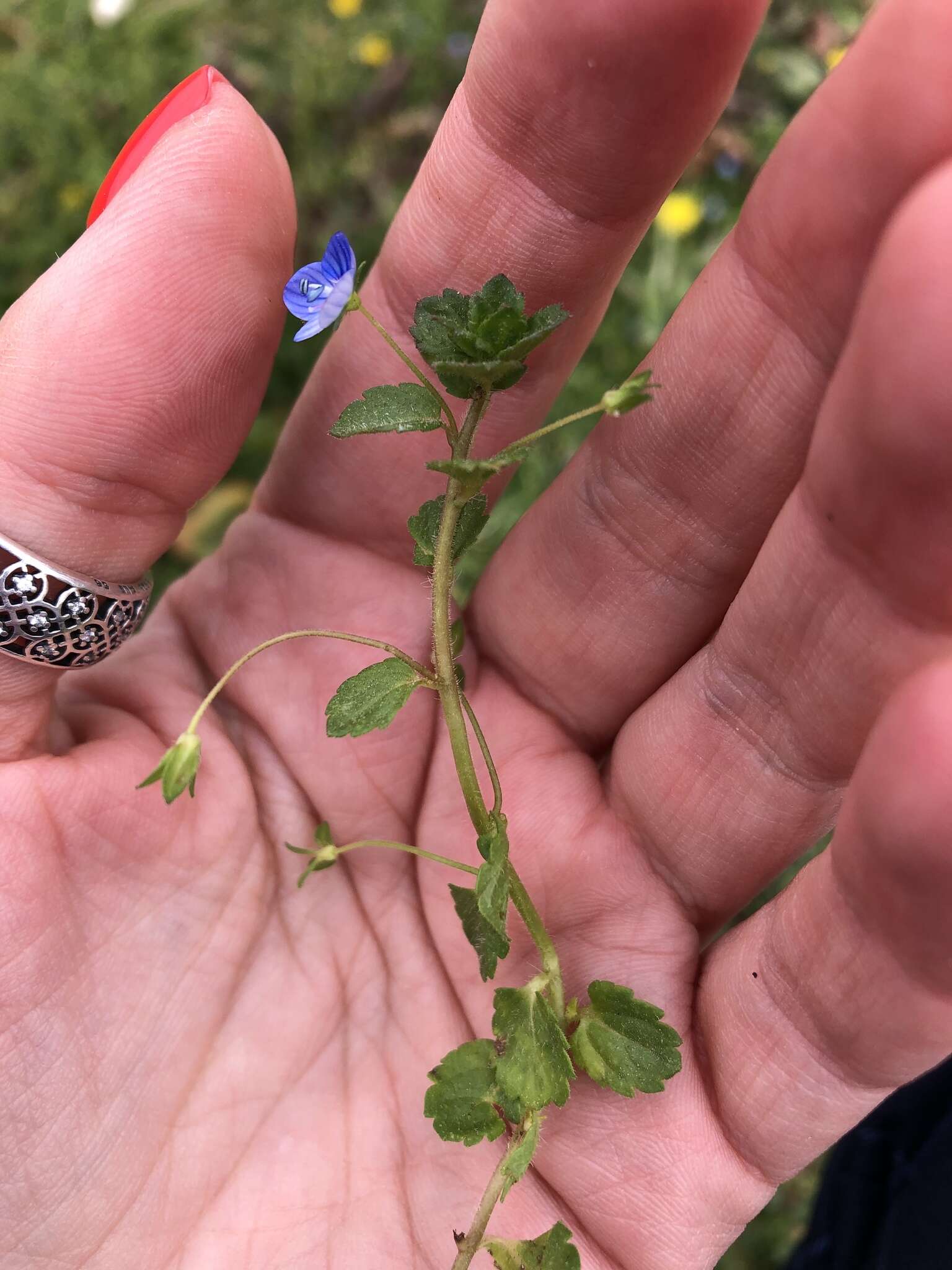 Image of birdeye speedwell