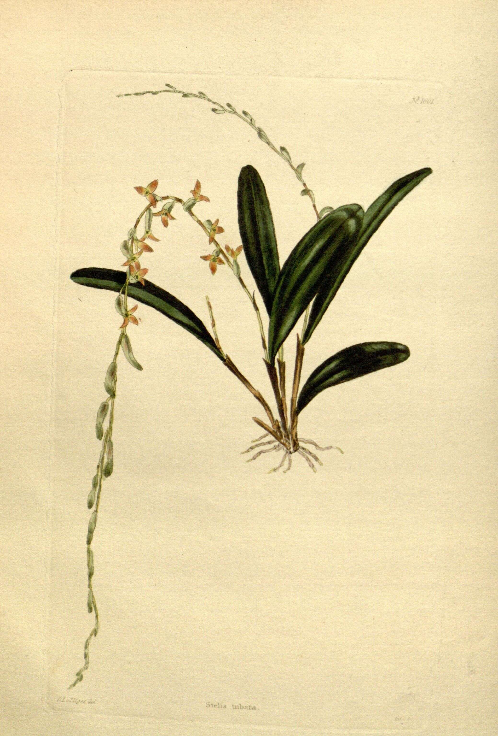 Image of Stelis emarginata (Lindl.) Soto Arenas & Solano