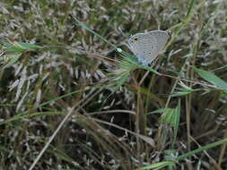 صورة Euchrysops cnejus (Fabricius 1798)