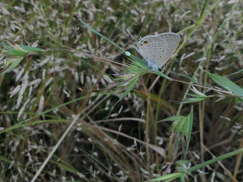 صورة Euchrysops cnejus (Fabricius 1798)