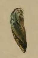 Image of Ochromolopis staintonellus