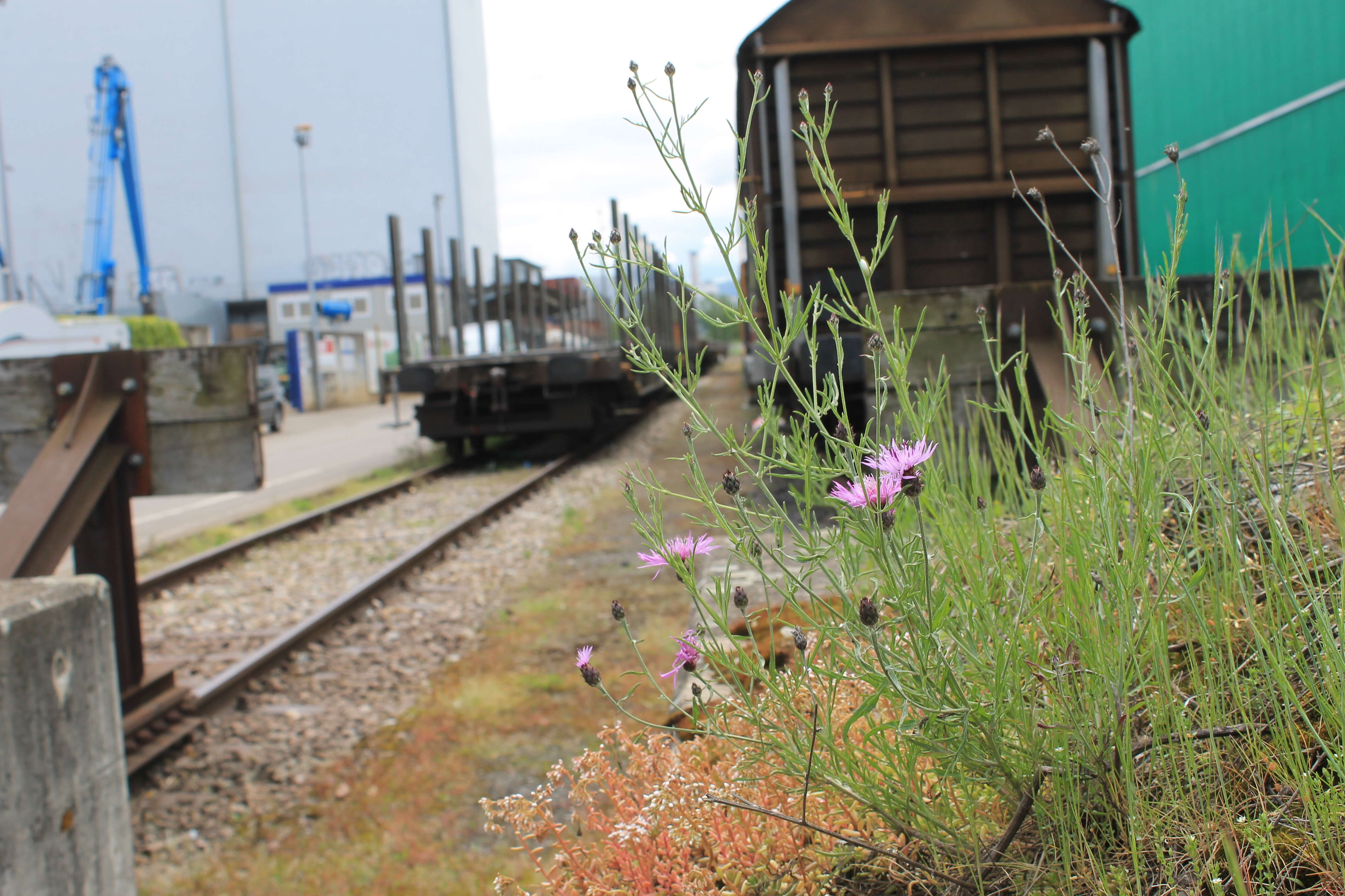 Image of spotted knapweed