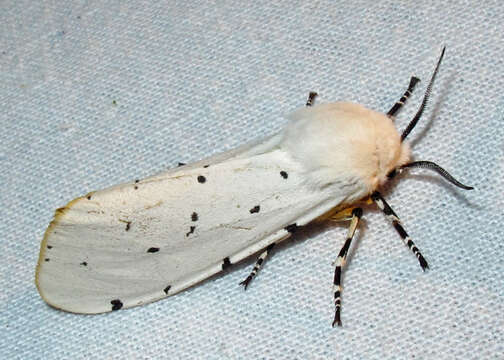 Image of Salt Marsh Moth