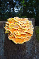 Image of Bracket Fungus