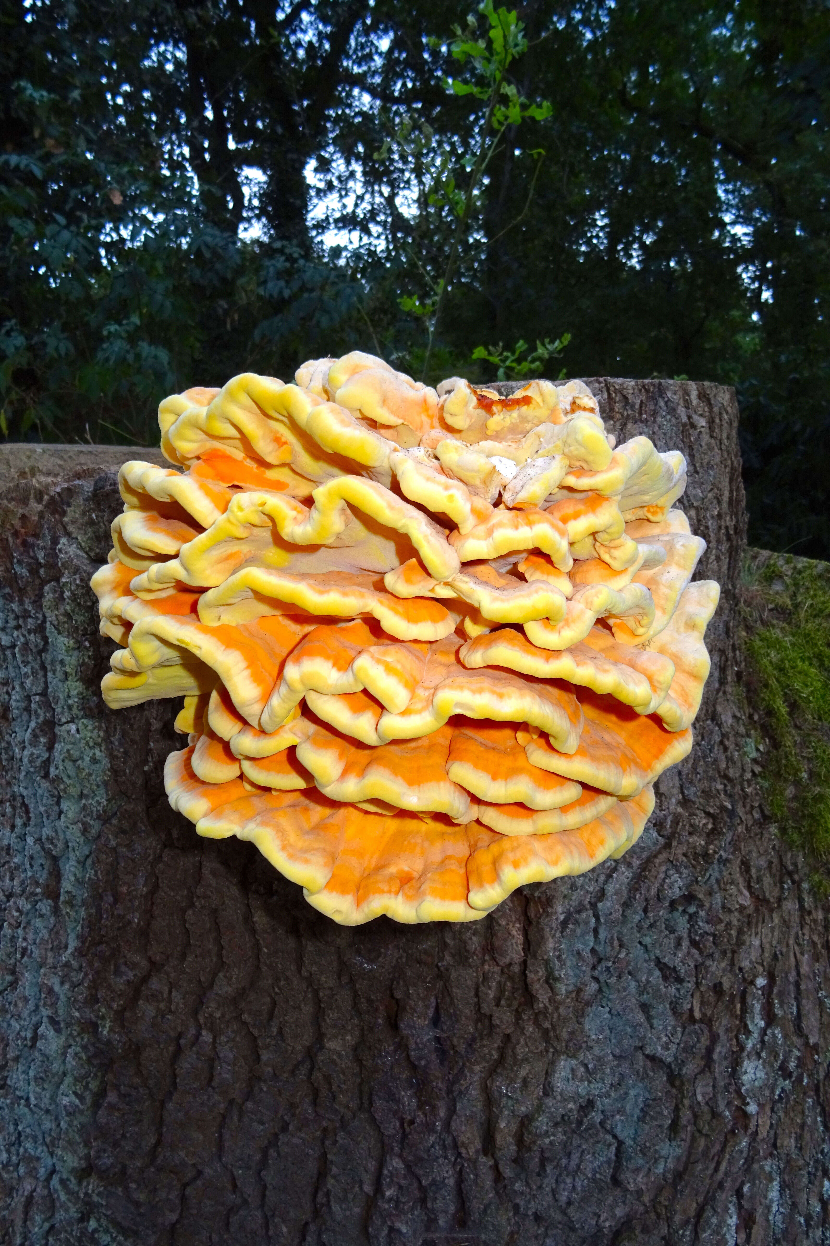 Image of Bracket Fungus