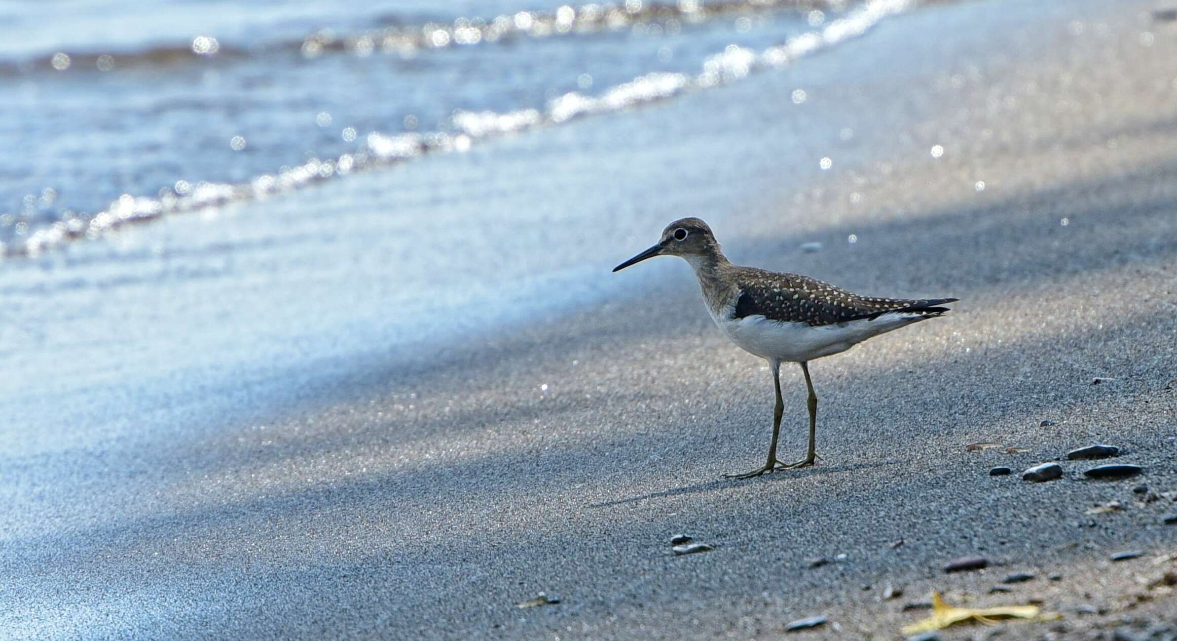 Image of Solitary Sandpiper