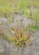 Image of annual vernal-grass