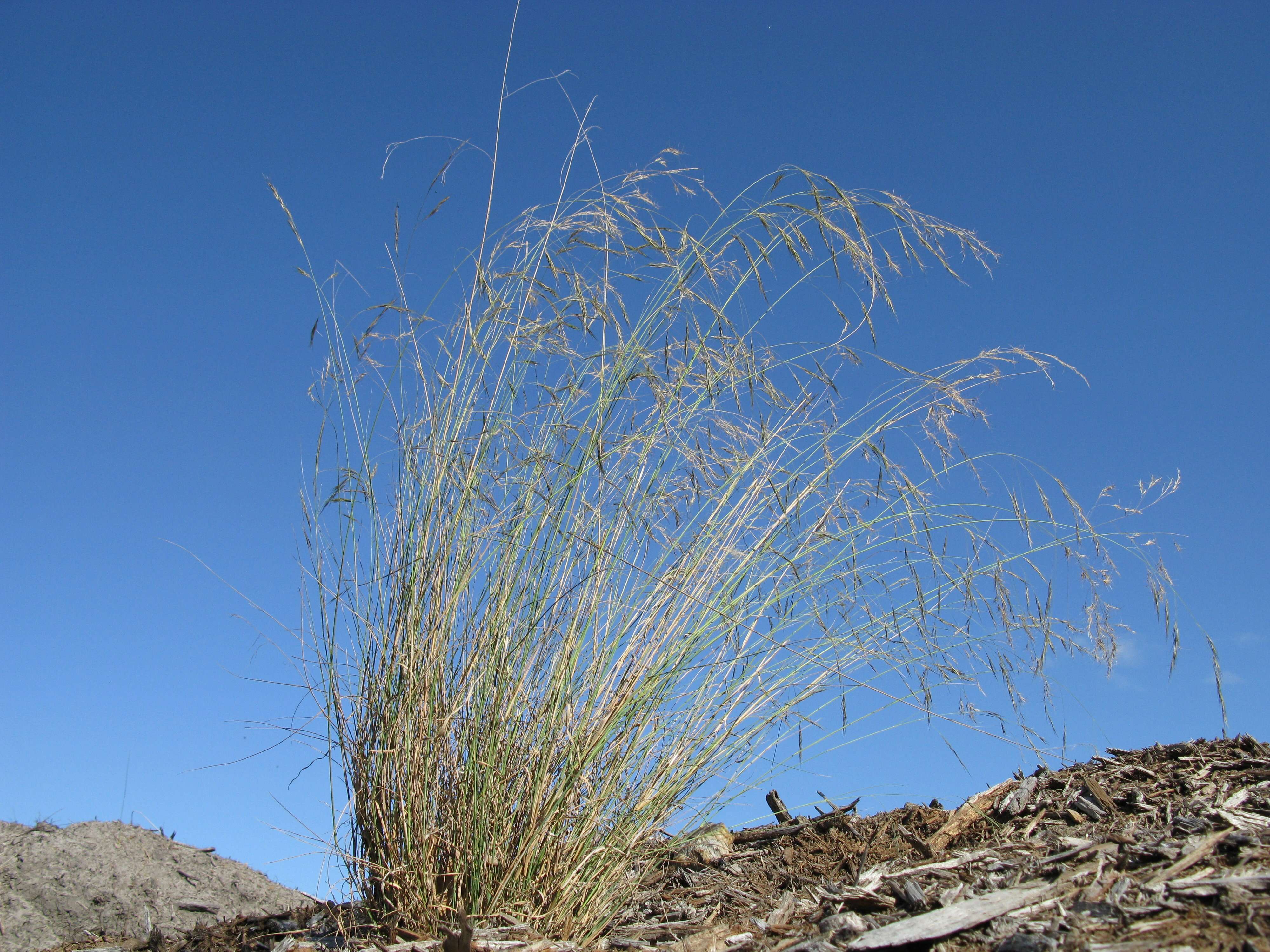 Image of Aristida benthamii Henrard