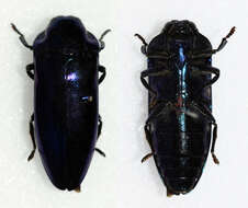 Coraebosoma resmi