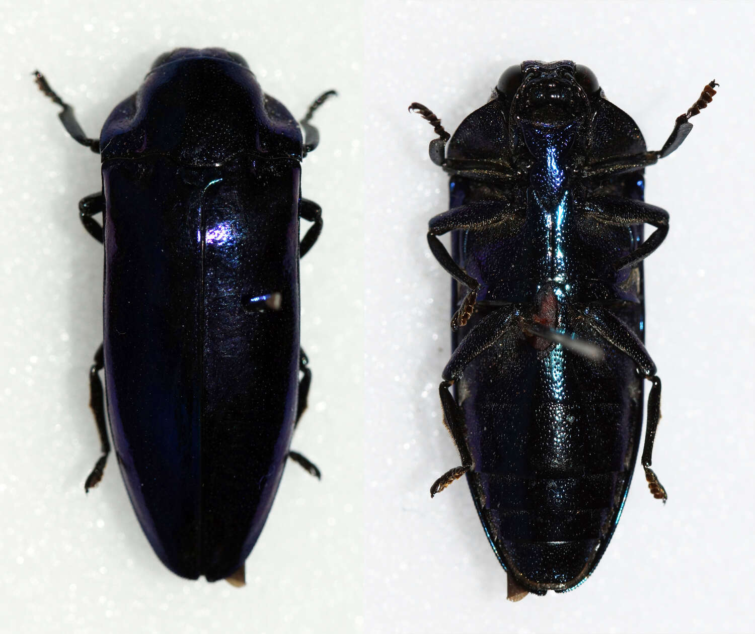 Coraebosoma resmi