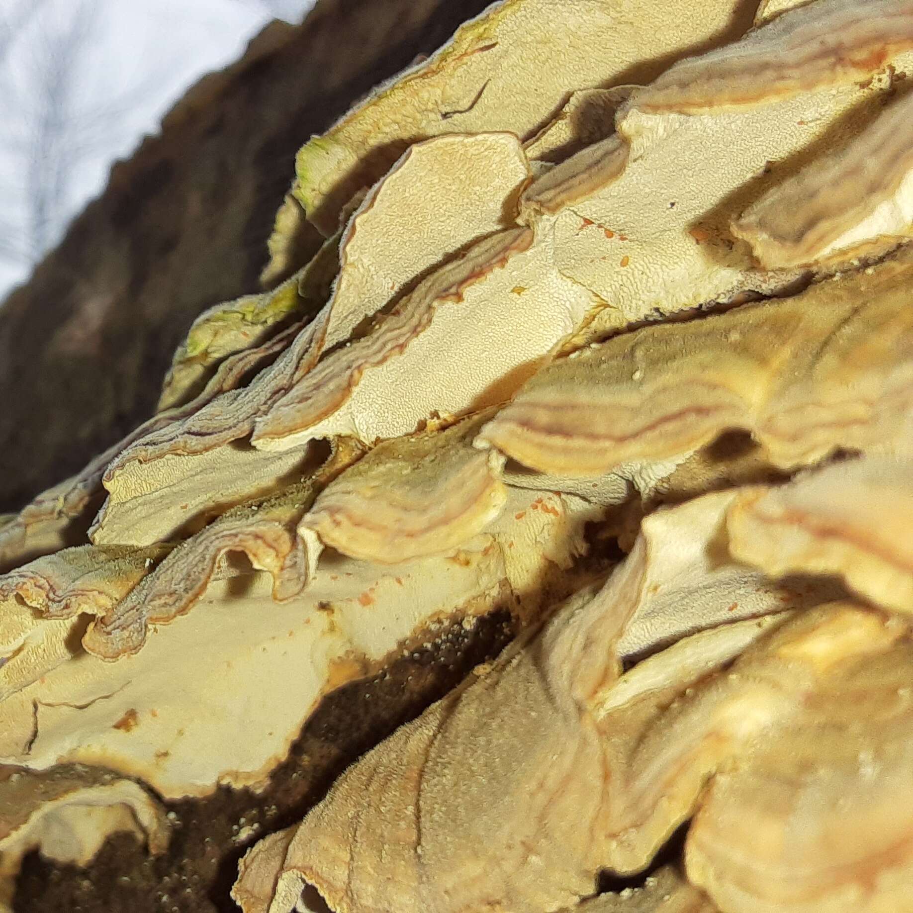 Image of Turkey Tail