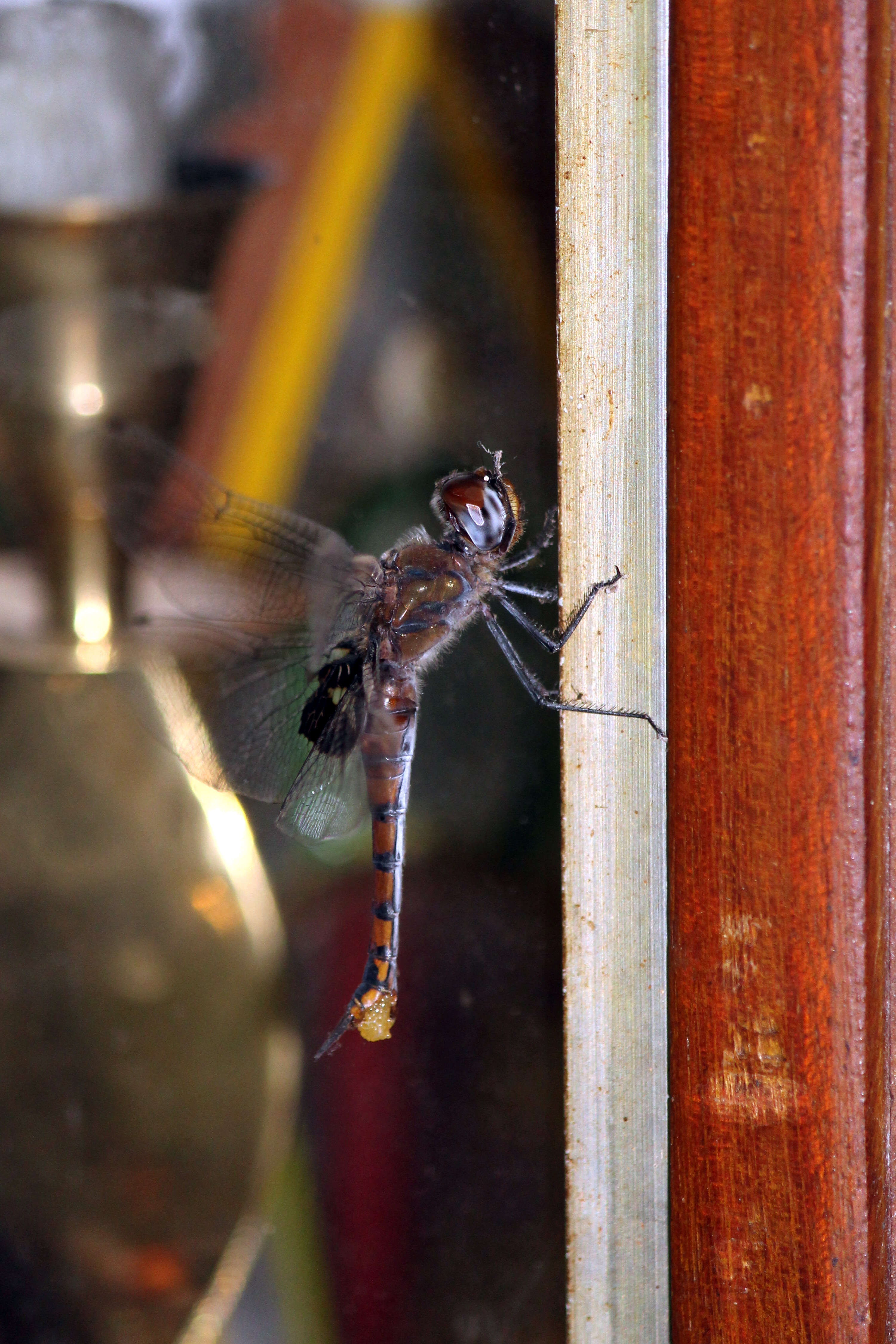 Tramea basilaris (Palisot de Beauvois 1817) resmi