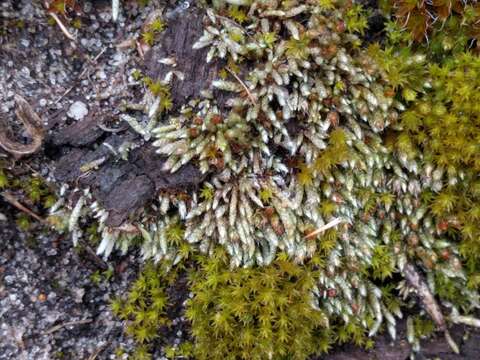 Image of silvergreen bryum moss