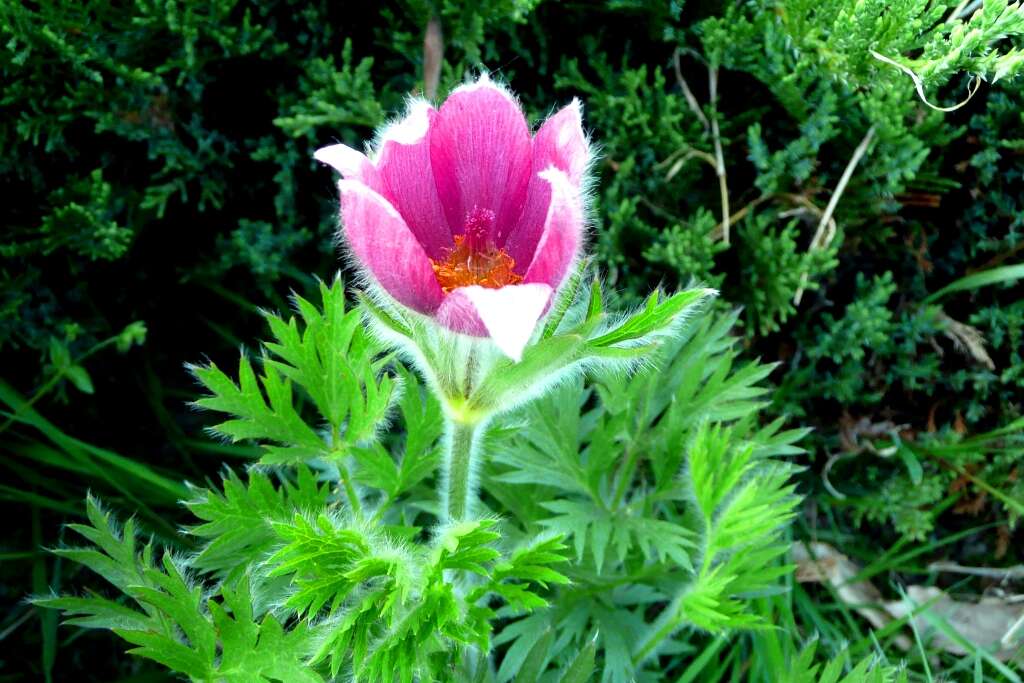 Image of Eastern Pasque Flower