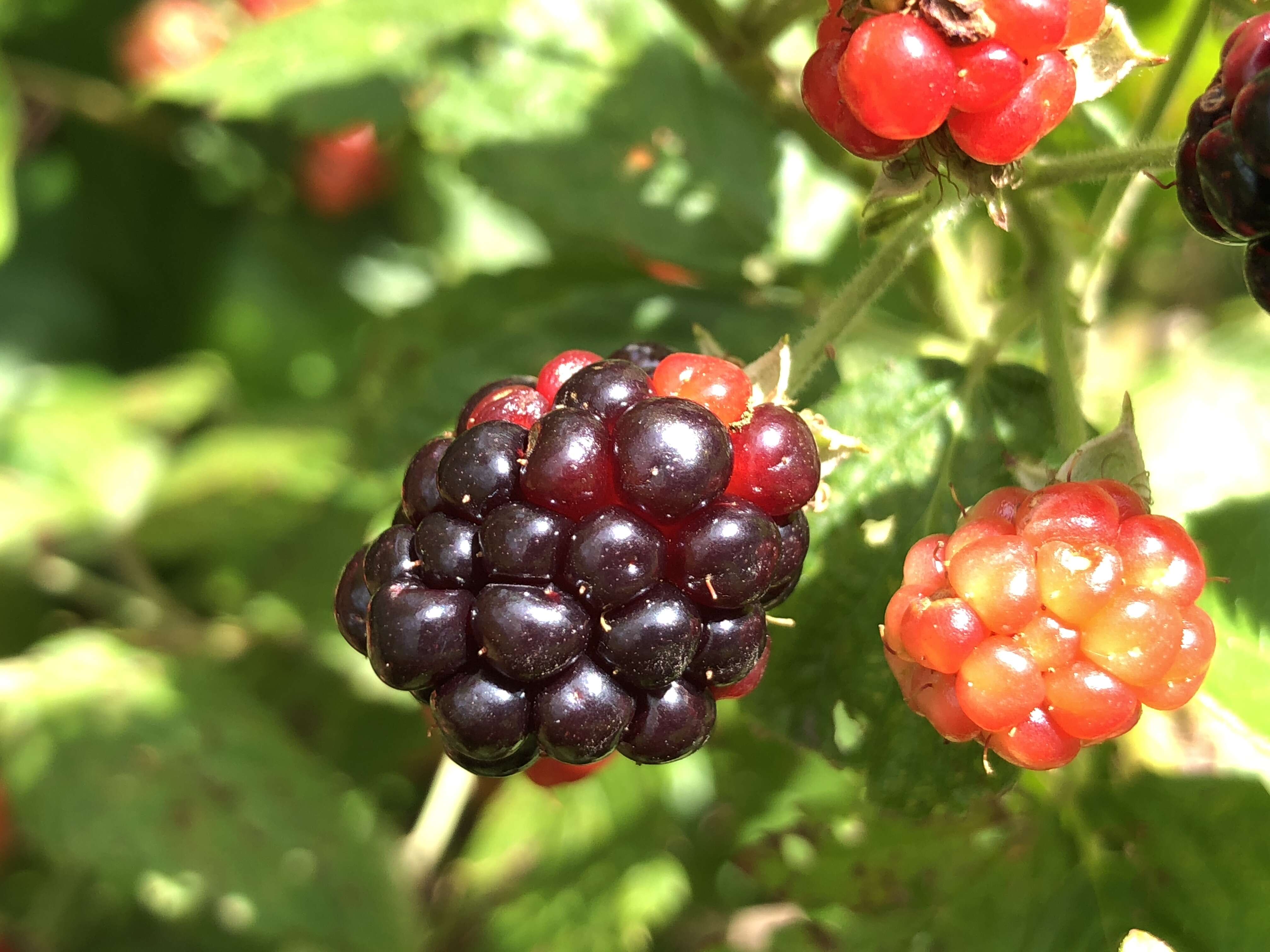 Imagem de Rubus allegheniensis Porter