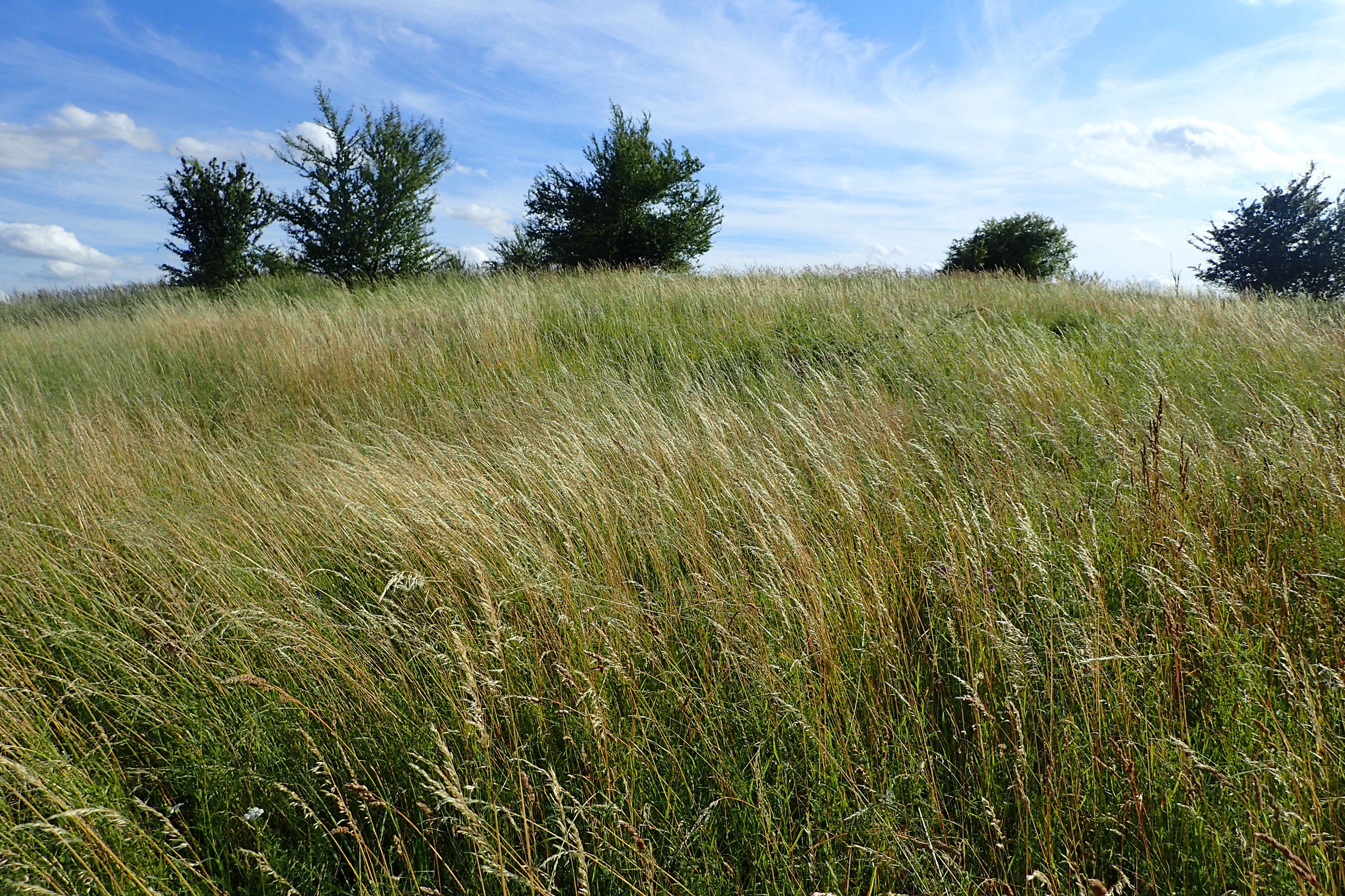 Image of Button Grass