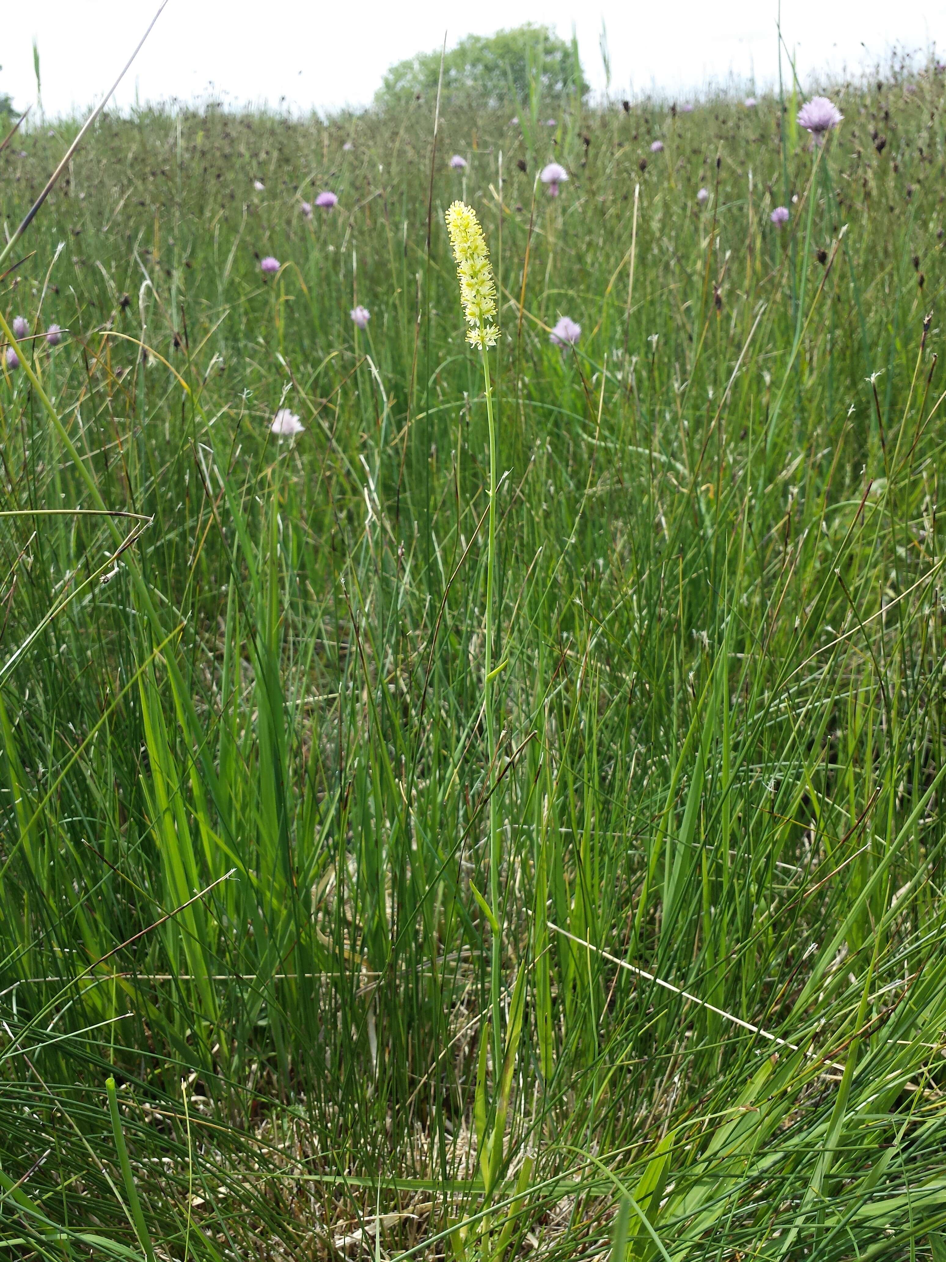 صورة Tofieldia calyculata (L.) Wahlenb.