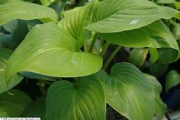 Imagem de Hosta plantaginea (Lam.) Asch.