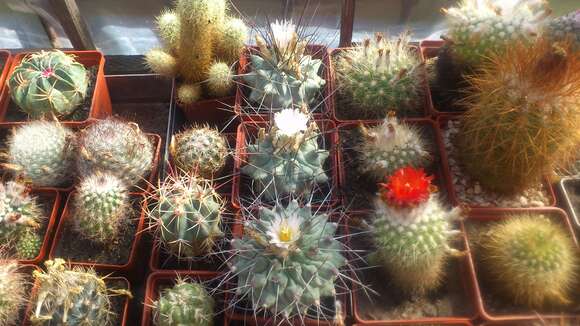 Image of Thelocactus rinconensis (Poselger) Britton & Rose