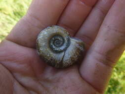 Image of Great Ram's Horn Snail