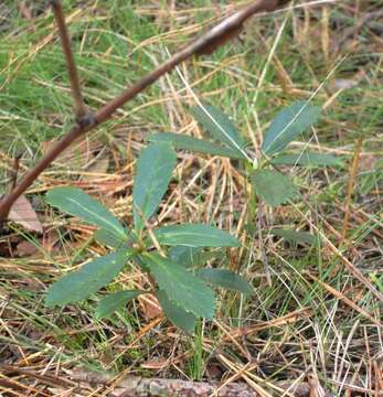 Image of pipsissewa