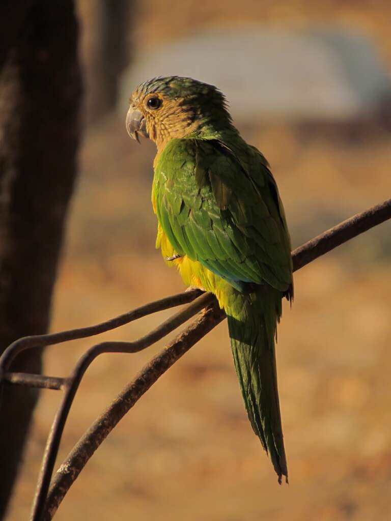 Image of Brown-throated Parakeet