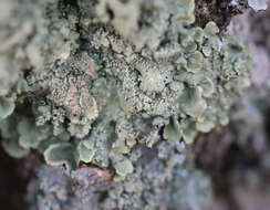 Image of Common greenshield lichen