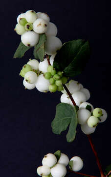 Image of common snowberry