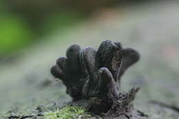 Imagem de Xylaria polymorpha (Pers.) Grev. 1824