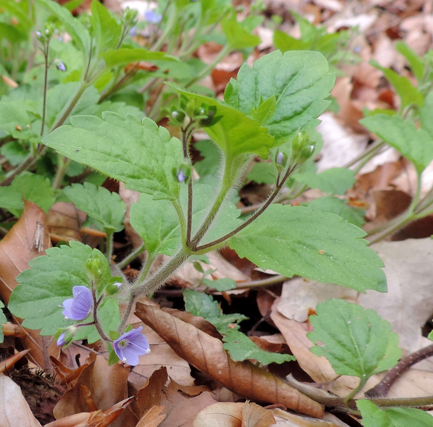 Image of Wood speedwell