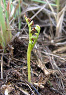 Image of Iowa moonwort