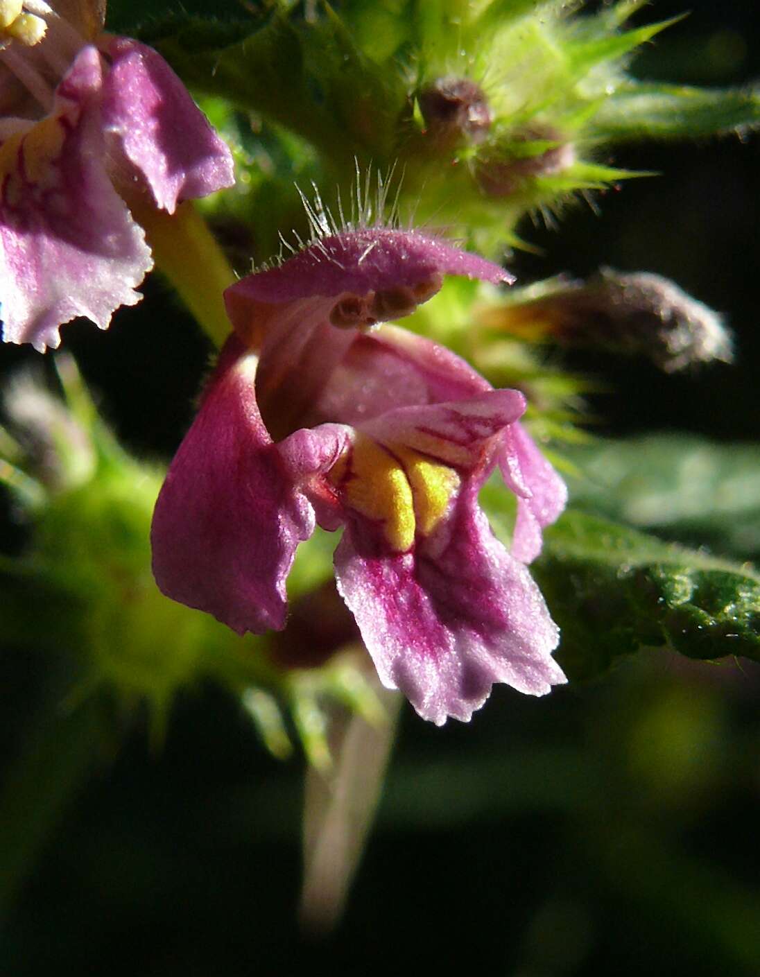 Image of Downy Hemp Nettle