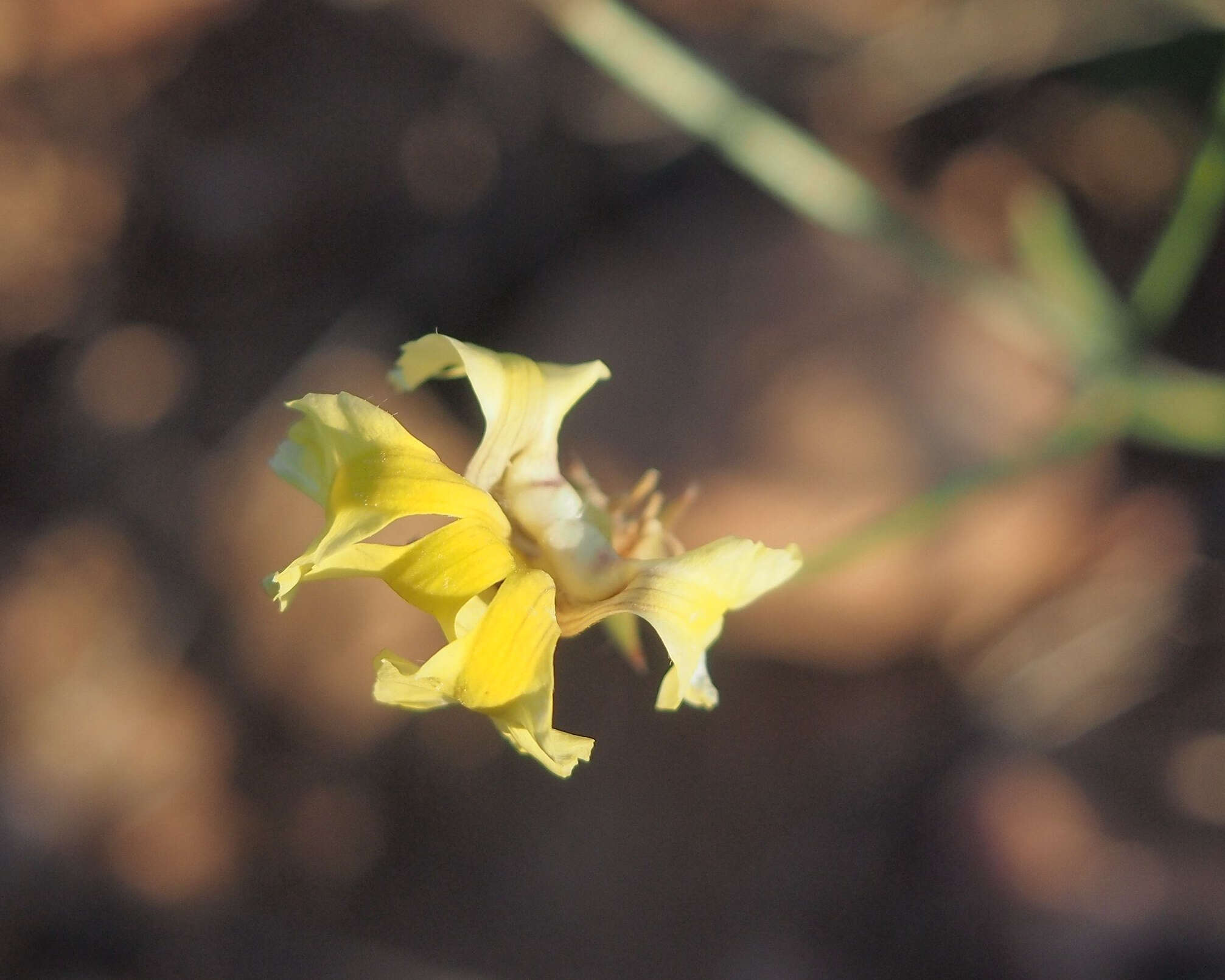 Imagem de Goodenia strangfordii F. Müll.