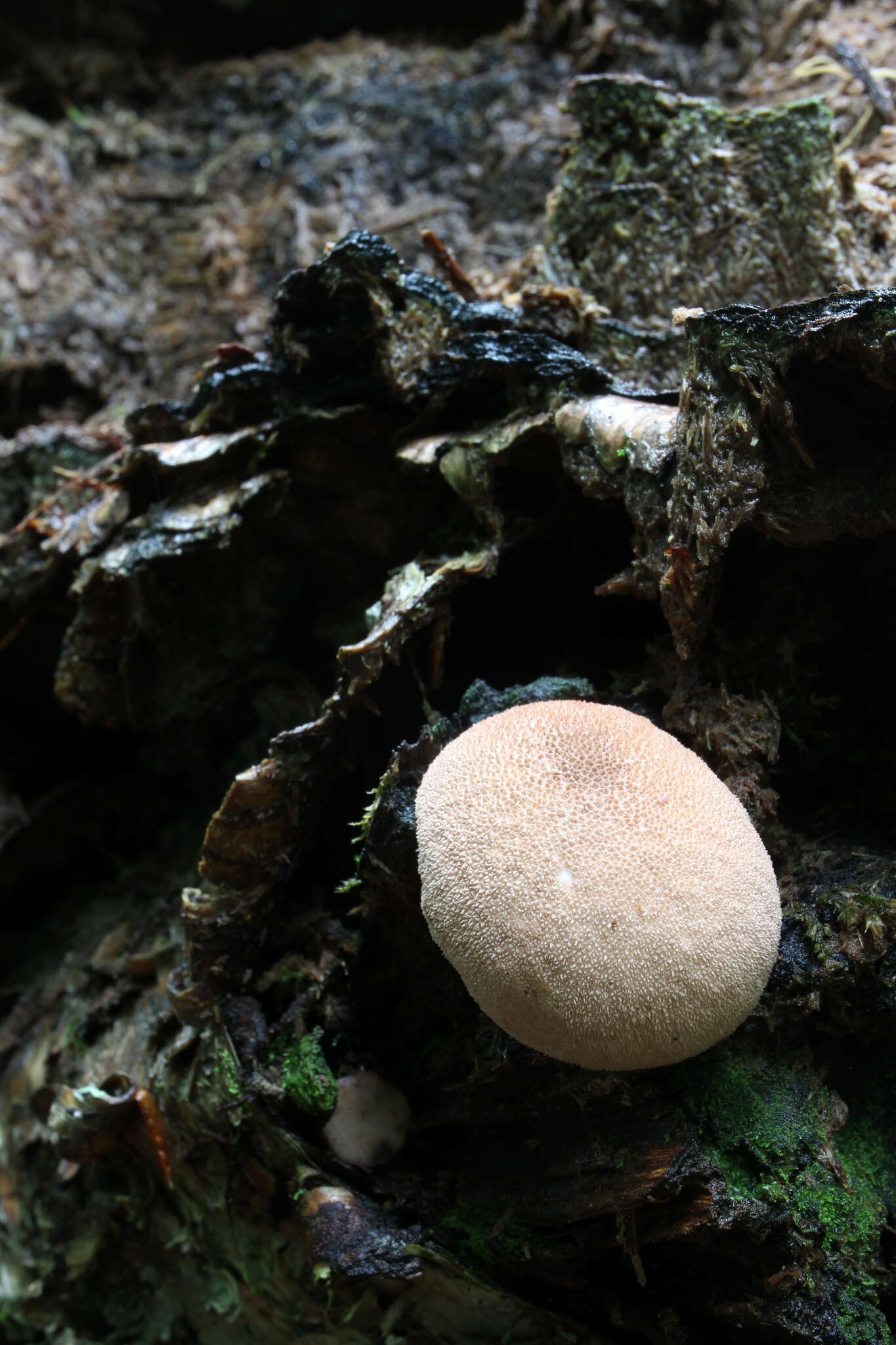 Imagem de Lycoperdon subincarnatum Peck 1872