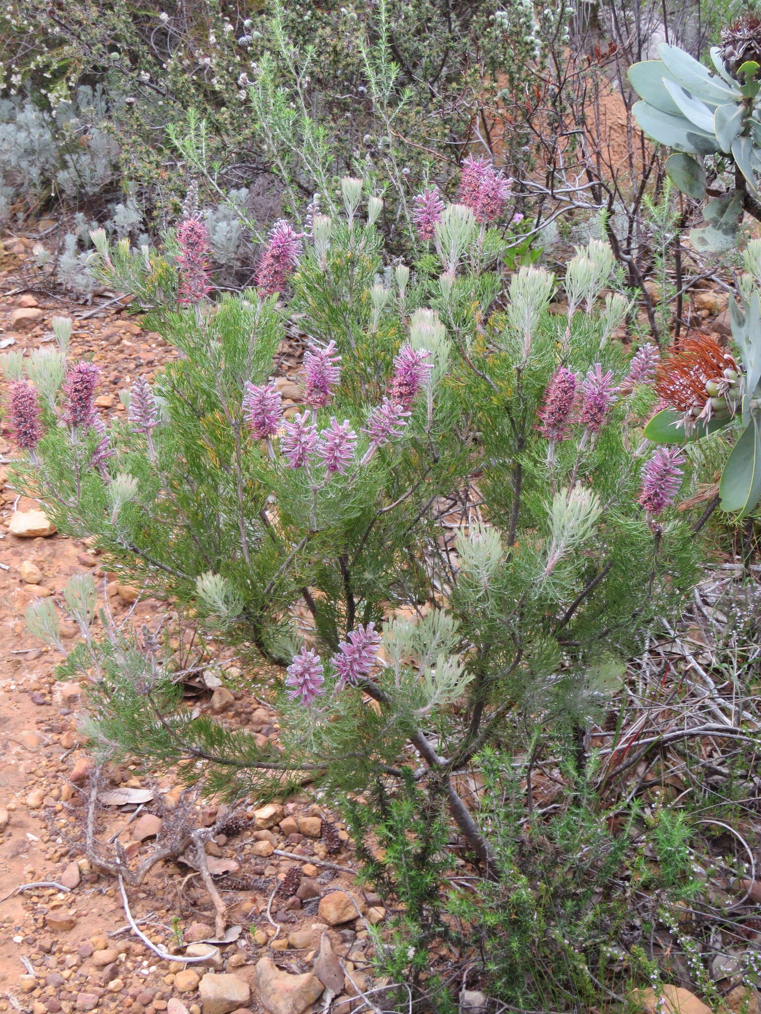 Image of Tree sceptre