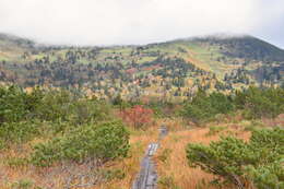 Image of Pinus hakkodensis Makino