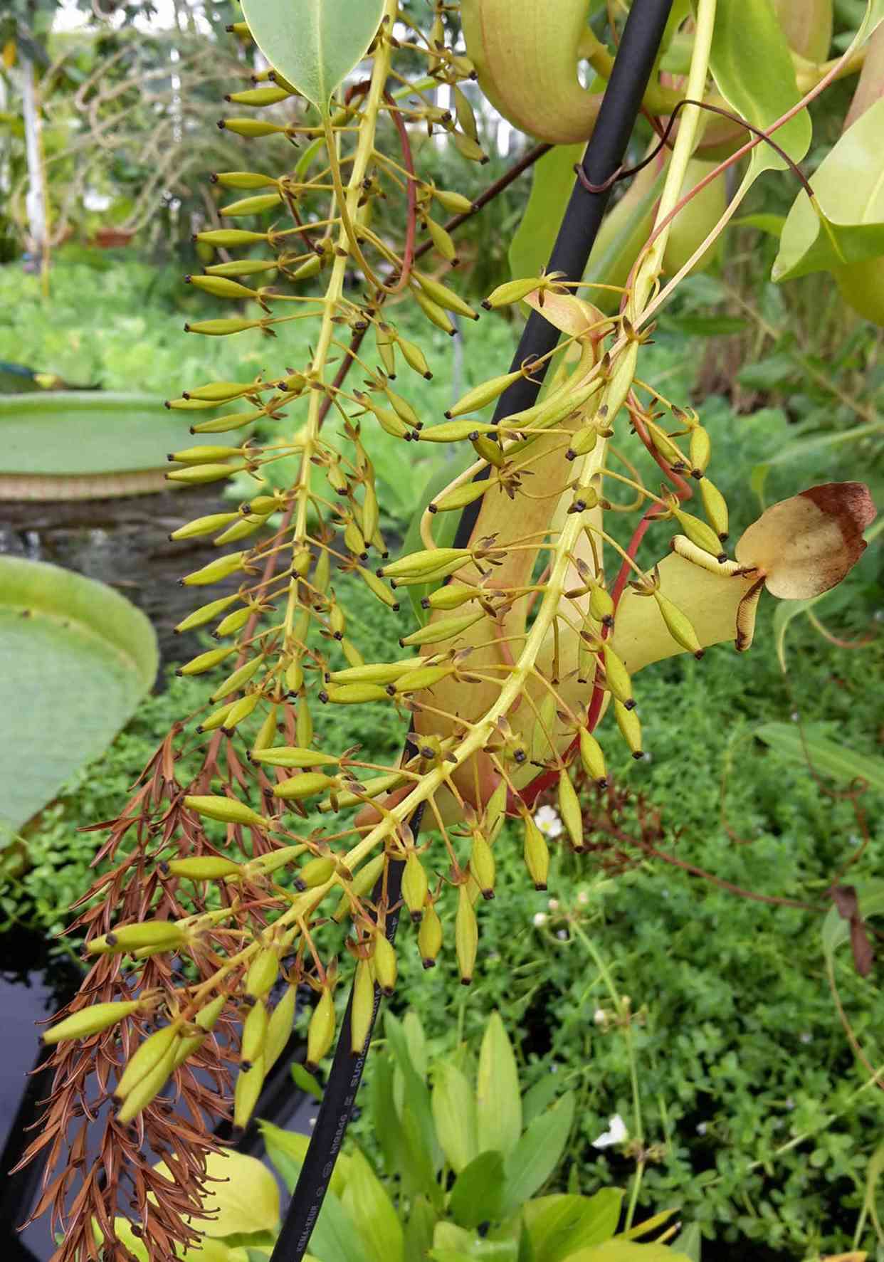 Image of Nepenthes alata Blanco