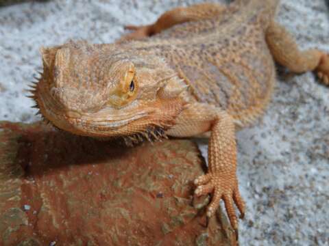 Plancia ëd Pogona vitticeps (Ahl 1926)